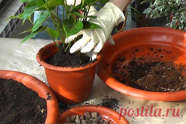 Цветки любви и дерево счастья (спатифиллум и антуриум): мужское и женское счастье