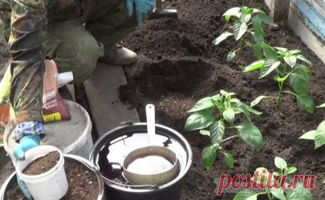 Зачем добавлять в рассаду кофе или молоко, или 12 советов по уходу за растениями