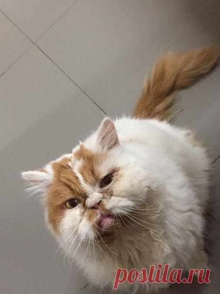 Само добродушие)