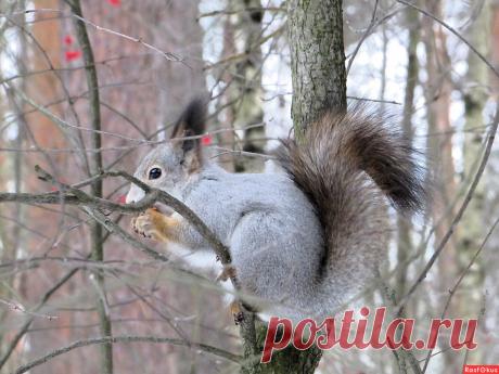 Не фотограф Лариса С.. Фото животных. Фотосайт Расфокус.ру