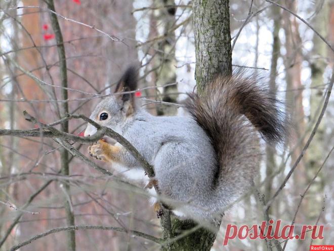 Не фотограф Лариса С.. Фото животных. Фотосайт Расфокус.ру