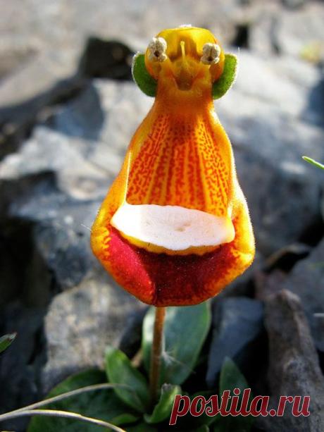 Pinterest