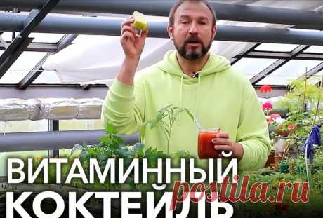 Рецепт для крепкой рассады: томаты и огурцы вмиг пойдут в рост от этого витаминного коктейля! Розовый раствор. | Иван Русских | Дзен