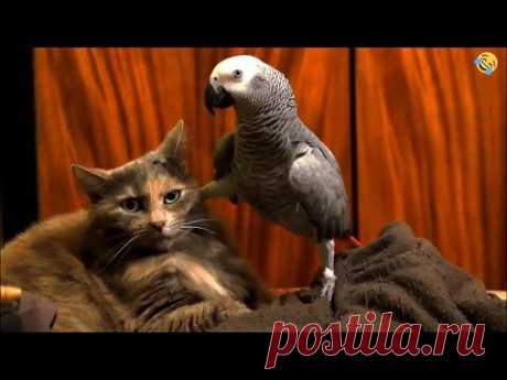 FUNNY CATS, DOGS, PARROTS 🐱🐶🦜 and other CUTE ANIMALS 🐾 Funniest Animal Videos 2023