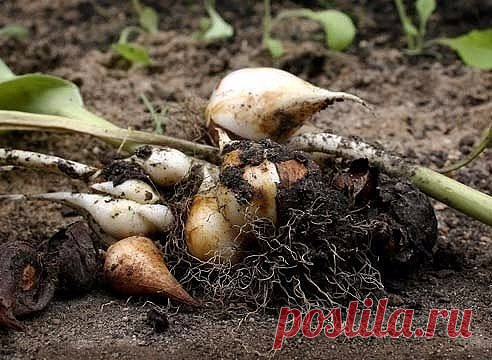 Хранение луковиц тюльпанов
Тюльпаны обязательно выкапывают на лето. Луковица, оставленная в земле, часто поражается вредителями и болезнями. Без выкопки замещающая луковица мельчает, слабеет и затем исчезает. Кроме того, луковицы заглубляются в землю. Без ежегодной выкопки сортовые тюльпаны теряют свои сортовые качества. Известно, что выкапывать луковицы можно, когда конец стебля удается обернуть вокруг пальца, а 2 верхние листа полностью пожелтели. В средней полосе это обычно в конце июня или н