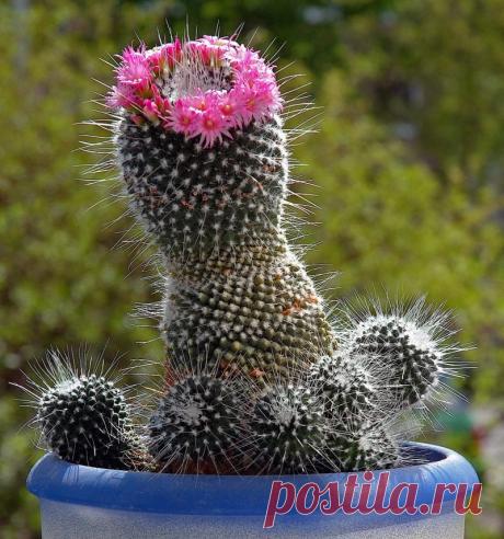 Маммиллярия красивая фото