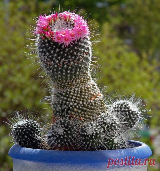 Маммиллярия красивая фото