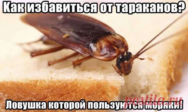 В свое время , когда мы жили на юге, нас эта проблема тоже коснулась. Моряки научили. Небольшие баночки обмотать бумагой , что бы насекомым легче было туда попасть. Смазываем внутри баночек стенки подсолнечным маслом, чтобы насекомым труднее обратно вылезти. Наливаем немного приманки. Тараканы любят пиво. Оно долго не портится. Можно кефир, но он быстро портится и будет запах неприятный. Еще они спиртное любят.Сверху баночки не закрывают. Расставляем в местах обитания и не...