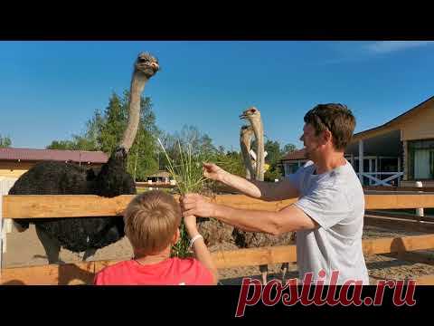 Русская деревня ШУВАЛОВКА. Пригород Санкт-Петербурга. Белые ночи июнь 2021. Кормление страусов.

Страус - это самая большая бескилевая нелетающая птица семейства страусовых. Научное название в переводе с греческого означает «воробей-верблюд». 
   Взрослые птицы могут достигать высоты до 2,7 метров и иметь вес порядка 150 килограммов.
  В случае опасности, африканские страусы издают громкие звуки, а также начинают убегать, развивая зачастую скорость больше 70 км/час.