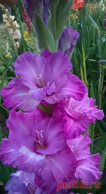 Пин на доске яГЛАДИОЛУСЫ