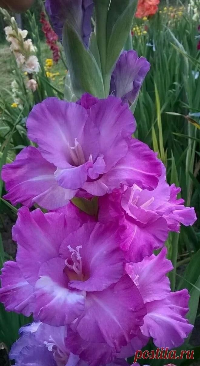 Пин на доске яГЛАДИОЛУСЫ