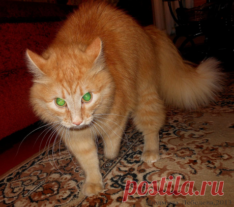 Решил напугать