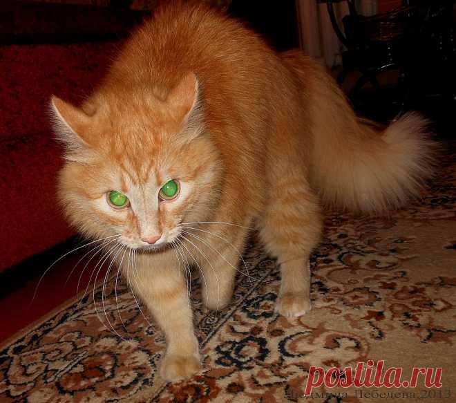 Решил напугать