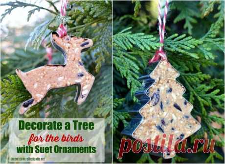 How to Trim a Tree and Feed the Birds With Suet Ornaments | Hometalk