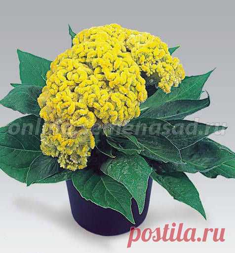 целозия фото цветов: 3 тыс изображений найдено в Яндекс.Картинках