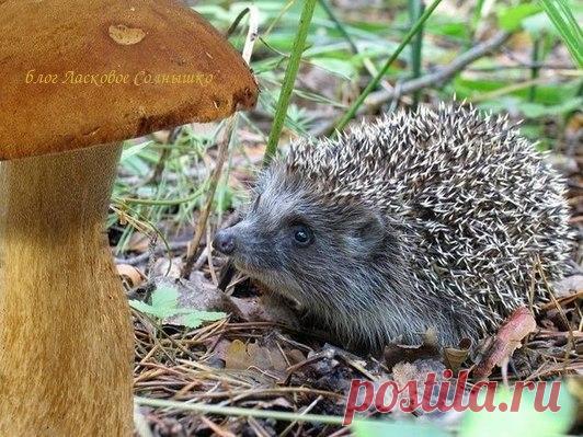 ВЕЛИКАН И МАЛЫШ