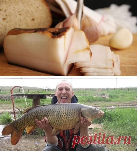 Про животные наживки для ловли рыбы