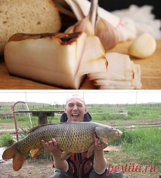 Про животные наживки для ловли рыбы