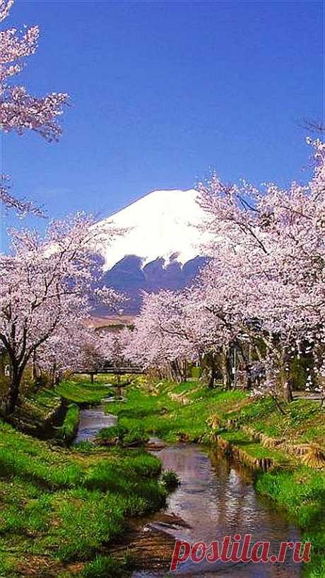 ✯ Cherry Blossoms - Mount Fuji, Japan | Pinterest • Всемирный каталог идей