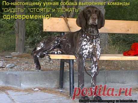 Котоматрица