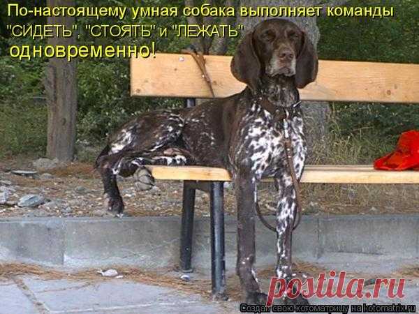 Котоматрица