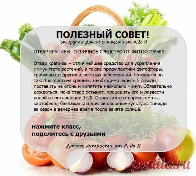 средство от фитофторы