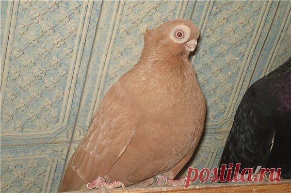 кофейный турман