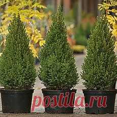 Растительность на дачном участке | Фотографии и советы опытных дачников на Постиле