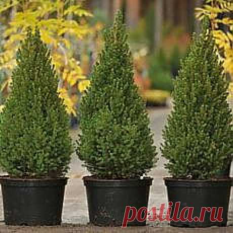 Растительность на дачном участке | Фотографии и советы опытных дачников на Постиле