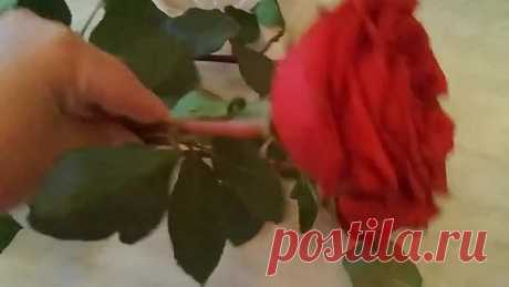 КАК ПРОДЛИТЬ ЖИЗНЬ БУКЕТУ. Розы