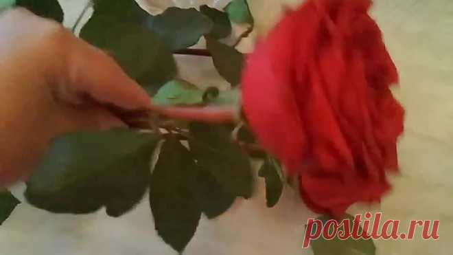 КАК ПРОДЛИТЬ ЖИЗНЬ БУКЕТУ. Розы
