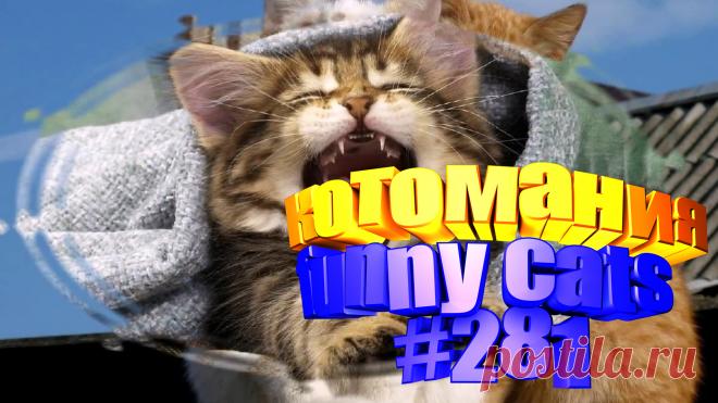 Вам нравится смотреть приколы с котами? Тогда мы уверены, Вам понравится наше видео 😍. Также на котомании Вас ждут: видео кот,видео кота,видео коте,видео котов,видео кошек,видео кошка,видео кошки,видео о котах, видео про смешные, видео смешных кошек, и кошки, котики смешное, кошка видео смешное, кошки прикол, приколы о кошках видео, про кошек смешное, с кошками, смешно про кошек, смешные видео про кошек, смешные кошки для детей, смешных животных, смотреть смешные кошки, приколы с котами до слез