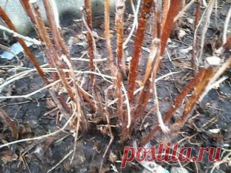 Правильная весенняя обрезка малины , и урожай до глубокой осени. - YouTube