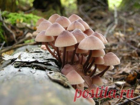 Большая ошибка садоводов: почему нельзя избавляться от поганок в огороде | Селовед — идеи дачи и огорода | Яндекс Дзен