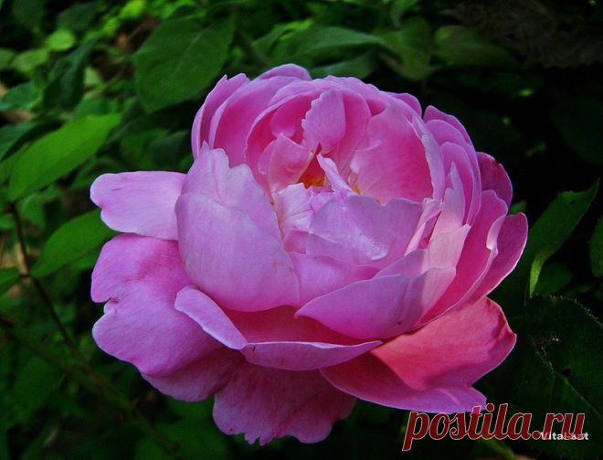 B 4 U — «Роза Дэвида Остина " Мери роуз" (Mary Rose)» на Яндекс.Фотках