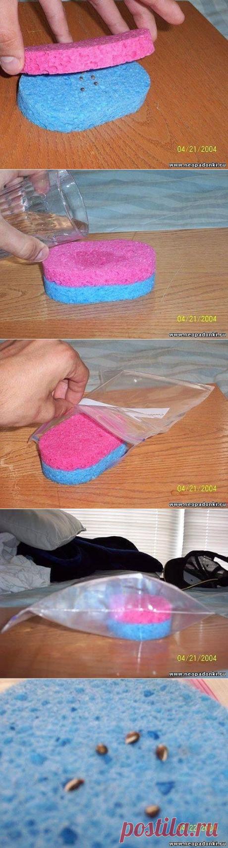 Проращиваем семена