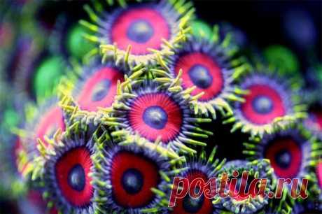Цветы моря