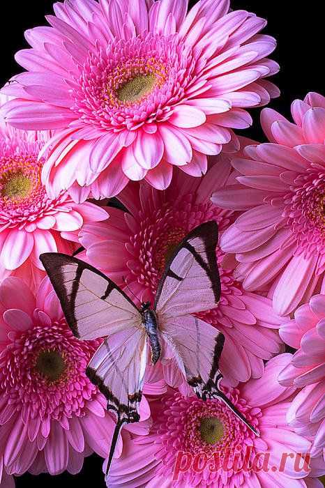 White Butterfly On Pink Gerbera Daisies Print By Garry Gay