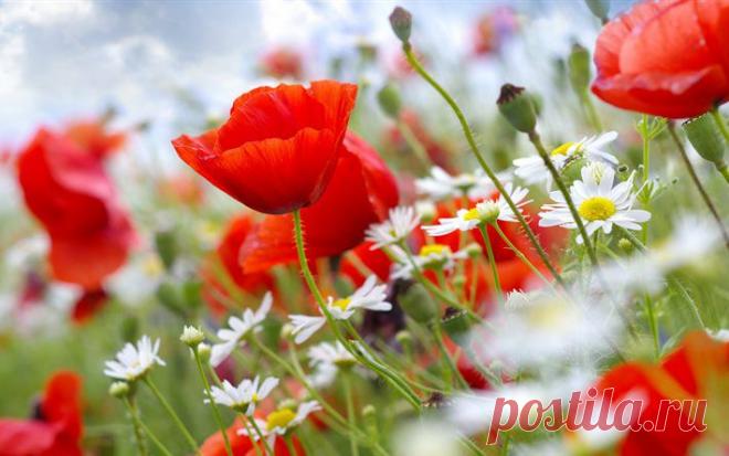 полевые цветы фото - Поиск в Google