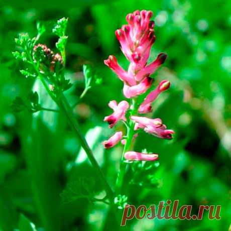 Лекарственное растение Дымянка аптечная (Fumaria officinalis). Однолетнее голое растение с сизо-зеленым налетом. Стебель высотой 10-30 см, разветвленный, с дважды-перистыми листьями. Листочки ланцетные, шириной 2-3 мм. Цветки розовые, у верхушки темно-красные, с зеленым килем, собраны в рыхлые кисти, состоящие из 10-20 и более цветков. Чашелистики уже и в 3 раза короче, чем имеющая в длину 5-8 мм трубка венчика.

Местопроизрастание
Пашни, сады, мусорные места, виноградники, залежи.