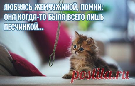 Картинки с надписями. Любуясь жемчужиной, помни.