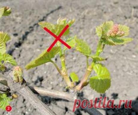 Не перегружайте лозу урожаем | Vladnews.ru: Новости Большого города