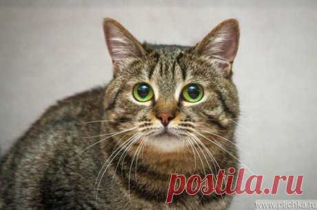 Кошка Моника ищет дом — животные в дар | Птичка.ру
