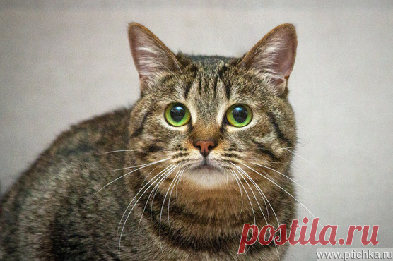 Кошка Моника ищет дом — животные в дар | Птичка.ру