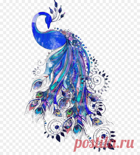 Peafowl Drawing Feather Illustration - Vector blue peacock - Unlimited Download. Kisspng.com.