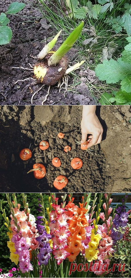 Одноклассники