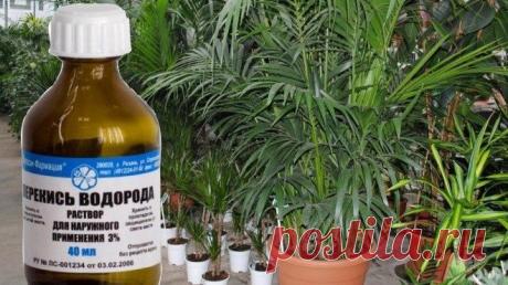 Перекись водорода для цветов - удобрение, как применять для полива Любители-цветоводы знают, что может наступить период, когда растения прекращают свой рост и резко снижается количество цветов. Самое неприятное, что может