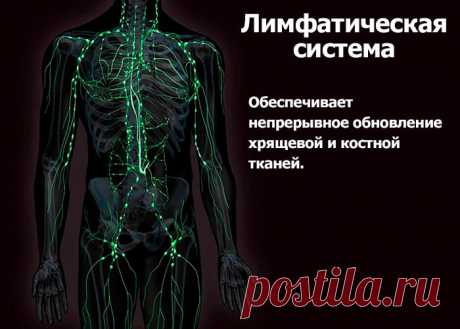 Чистая лимфа – здоровые суставы
- Правда ли что заболевания суставов в большинстве своём вызваны сбоями в лимфатической системе организма?
- Да всё верно. Лимфатическая система - система питания суставов. Стоит лимфатической системе дать сбой, как начинают сыпаться суставы.