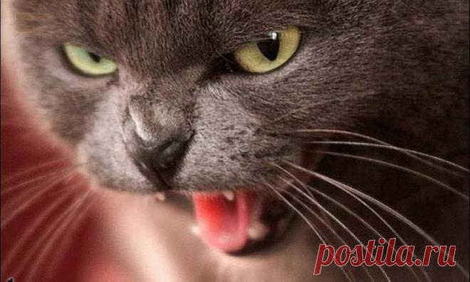 В #Ростов'ской области бешеный #кот исцарапал 82-летнюю хозяйку и сдох  #новости #животные