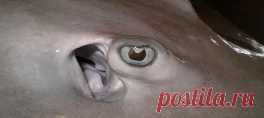 Может, акулы и чуют кровь мгновенно, но вот рассмотреть ее цвет они не смогут, как бы ни старались. Способность к восприятию цвета хрящевые рыбы потеряли миллионы, миллионы лет назад!